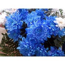 Look Mavi Renkli Krizentem (Kasımpatı) Çiçeği Tohumu TH-2022DSHNGLKTHM024