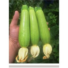 Misda Store Tarım Ata Tohumu Yerli Kabak Tohumu 20 Adet Tohum