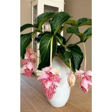 Look Medine Gülü Çiçek Tohumu 10 15 Adet TH-2022DSHNGLKTHM137