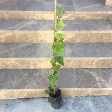 Sahafidan 4 Adet Duvar Sarmaşığı Hedere Boy 70-90CM