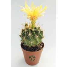 Flora Thelocactus Ideas Çiçek Açan Kaktüs 5.5 cm Saksıda