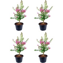 Yenibağ Pembe Çiçekli Oya Ağacı Fidanı (30 70 Cm)4 Adet Tüplü Dış Mekan Bitkisi Lagerstroemia Indica