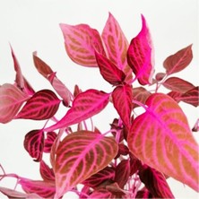 Isparta Gülü Kırmızı Çingene Şalvarı Çiçeği 10-20 cm Iresine Herbstii