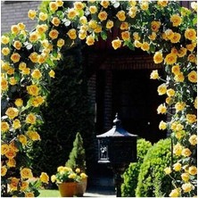 Look Nadir Ithal Yediveren Sarı Sarmaşık Gül Tohumu 5 Tohum TH-877796320212