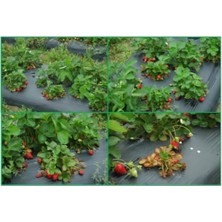 Çilek Naylonu 35 Metre Eni 130 cm 100 Mikron Malç Naylonu Çilek Malç Naylonu Malç Örtüsü Malçlama