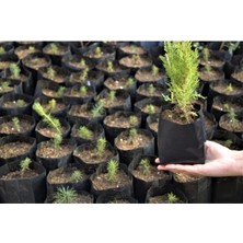 Fide Poşeti 9X15 cm 50 Adet Fide Torbası Fidan Poşeti Fidan Torbası