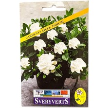 Gardenya Çiçeği Tohumu