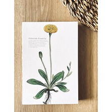 Tanıtım Özel Tasarım Kapaklı A5 Çizgisiz Not Defteri - 180 Derece Açılabilir, Sırtı DIKIŞLI,%100 El Işçiliği, Ofis Için Ideal, Planlayıcı (Hieracium Pilosella Kapak Tasarımı)