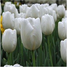 Beyaz Lale Soğanı 5 Adet