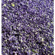 Aktar Depo Ebegümeci Çiçeği Ithal 250 gr