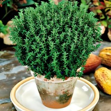 e-fidancim Nadir Fredo Strong  Dik Güçlü Gelişen Kekik Fidesi (1 Adet)