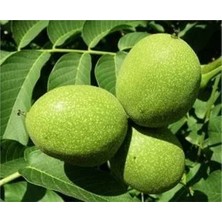 Sahafidan 4 Yaş Tüplü Aşılı Chandler Ceviz Fidanı Boy 180-200CM