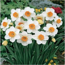 Professor Einstein Nergis Soğanı 5 Adet