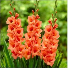 Turuncu Renk Glayöl Soğanı 5 Adet