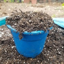 Yenibağ Narenciye Fidanları Için Gübre Katkılı Torf Toprak Karışımı 25 Lt