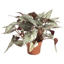 Betonish Begonia Rex 'Arctic Breeze' (Begonya Çiçeği)