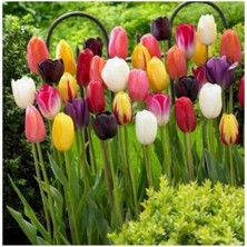Karışık Renk Lale Soğanı 20 Adet