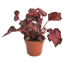 Betonish Begonia Rex 'Red Tango' (Begonia Çiçeği)