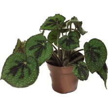 Betonish Begonia Masoniana (Begonia Çiçeği)