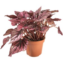 Betonish Begonia Rex 'Hugh McLauchlan' (Begonya Çiçeği)