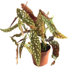Betonish Begonia Maculata (Begonya Çiçeği)