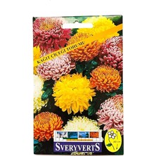 Misda Store Kağıt Çiçeği Tohumu