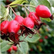Tohumcumm 10 Adet Tohum Yabani Kuşburnu Ağacı Ağaç Tohumu Saksı Toprak Hediyelidir