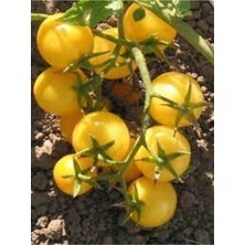Tohumcumm 20 Adet Tohum Nadir Organik Sarı Çeri Domates Tohumu Saksı Toprak Hediyeli