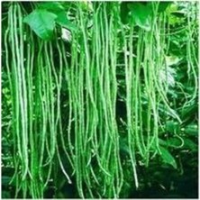 Tohumcumm 100 Adet Tohum Organik Uzun Organik Yeşil Çin Fasulyesi Çin Fasülye Fassulye Tohumu Sürpriz Hediyel