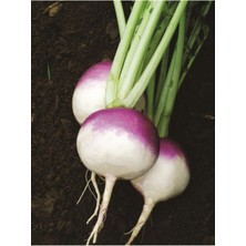 Tohumcumm 100 Adet Tohum Organik Beyaz Içi Kırmızı Şalgam Turp Tohumu Taze Taze Turp Şalgam