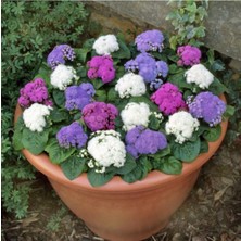 Tohumcumm 25 Adet Tohum Nadir Karışık Vapur Dumanı Çiçeği Tohumu Yeni Mahsul Taze Tohum Saksı Topraklı