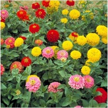 Tohumcumm 50 Adet Tohum Nadir Zinna Çiçeği Tohumu Organik Saksı Toprak Hediyeli