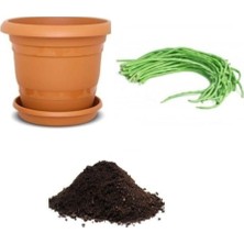 Tohumcumm 15 Adet Tohum Nadir Organik Çin Fasulye Tohumu Çin Fasülyesi Tohumu Uzun Çin Fasulye Saksı Toprak