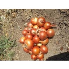 Tohumcumm 100 Adet Tohum Nadir Kışlık Kuru Amasya Soğan Tohumu Saksı Toprak Hediyeli