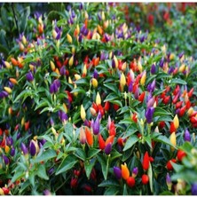 Tohumcumm 100 Adet Tohum Organik Bahçe Burbiye Acı Süs Biberi Tohumu Organik Saksılık Bahçe Saksı Toprak