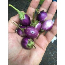 Tohumcumm 100 Adet Tohum Organik Mini Süs Patlıcanı Tohumu Hediye Tohumludur