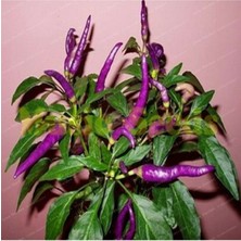 Tohumcumm 100 Adet Tohum Nadir Acı Mor Süs Biberi Tohumu Biber Tohumu Saksı Toprak Hediyemizdir