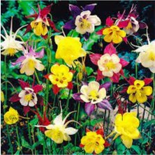 Tohumcumm 50 Adet Tohum Nadir Karışık Haseki Küpe Çiçeği Tohumu Saksı Toprak Hediyelidir