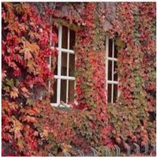 Tohumcumm 100 Adet Tohum Organik Hasat Taze Tohum Kırmızı Amerikan Sarmaşık Tohumu Hediye Tohumlu