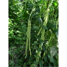 Tohumcumm 30 Adet Tohum Organik Bahçe Köy Börülce Tohumu Yeni Hasat Hobi Bahçe Börülce Hediye Tohumlu