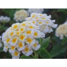 Tohumcumm 10 Adet Tohum Nadir Bulunan Beyaz Ağaç Minesi Tohum Çiçek Tohumu Hediye Tohumlu