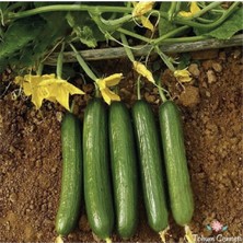 Tohumcumm 150 Adet Tohum Nadir Çengelköy Organik Hakiki Salatalık Tohumu Taze Hasat Tohum Hediye Tohum