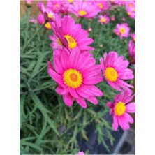 Tohumcumm 20 Adet Tohum Nadir Bulunan Pembe Papatya Çiçeği Tohumu Hediye Tohumludur