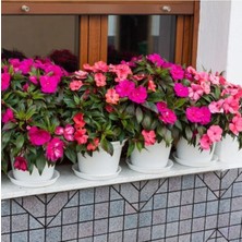 Tohumcumm 20 Adet Nadir Bulunan Cam Güzeli Çiçeği Tohumu Cam Güzeli Balkon Çiçek Saksı Toprak Hediyemizdir