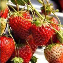 Tohumcumm 75 Adet Tohum Orijinal Organik Çilek Tohumu