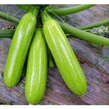 Tohumcumm 10 Adet Tohum Sakız Kabak Tohumu Orjinal Dolmalık Beyaz Kabak Köy Kabağı Sürpriz Hediye