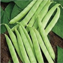 Tohumcumm 250 Adet Tohum Organik Bahçe Sırık Taze Ayşe Kadın Fasülyesi Fasulye Tohumu Yeni Hasat Hediye Tohum