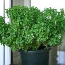 Tohumcumm 50 Adet Tohum Yeşil Yapraklı Mis Kokulu Fesleğen Çiçeği Tohumu Fesleğen Çiçeği Saksı Toprak