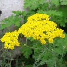 Tohumcumm 25 Adet Tohum Organik Sarı Civanperçemi Çiçeği Tohumu Saksı Topraklıdır