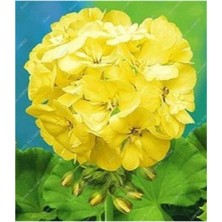 Tohumcumm 30 Adet Nadir Sarı Laden Çiçeği Tohumu Laden Çiçek Tohumu Saksı Toprak Hediyemizdir